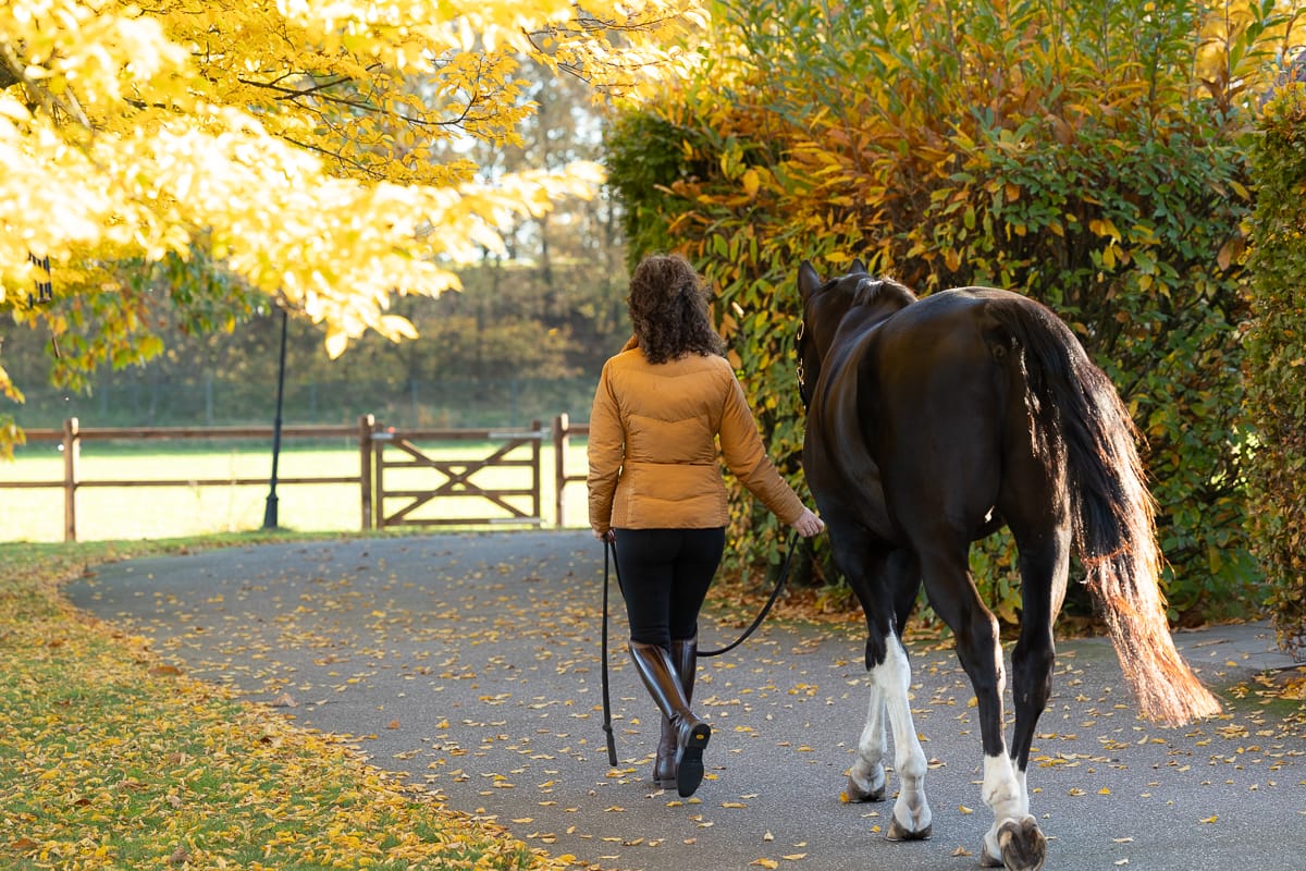 Verkoop begeleiding paarden